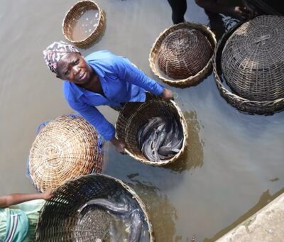 Woman-with-wild-and-aquacultured-catfish-Nigeria-credit-Joe-Steensma Woman-with-wild-and-aquacultured-catfish-Nigeria-credit-Joe-Steensma