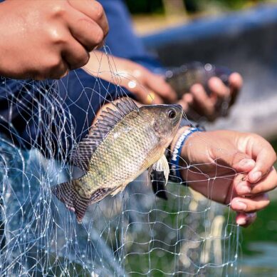 tilapia-farming