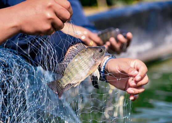 tilapia-farming